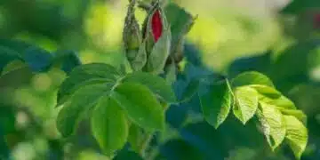 Защо върховете на листата изсъхват: неочаквани причини за растенията 3