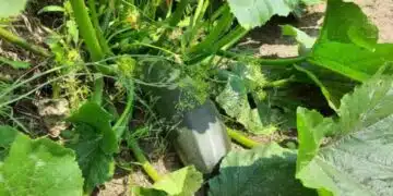 Защо листата на тиквичките пожълтяват в средата на лятото: основната грешка при поливането 6