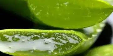 Диетолозите обясниха дали е възможно да отслабнете с помощта на алое вера 3