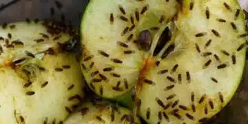 „Бабин“ трик за плодови мушици. Нужен ви е само един продукт 5