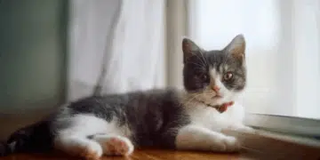 Не хранете котката си с това - това ще съкрати живота ѝ 13