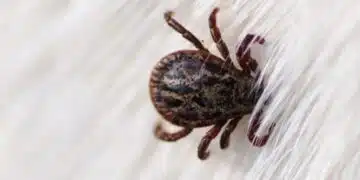 Важно и полезно! Ако има ухапване от кърлеж, то трябва да се намокри мястото с памук със спирт 1