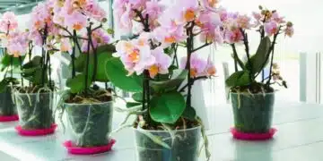 5 стайни растения, които могат да растат почти без никаква почва 2
