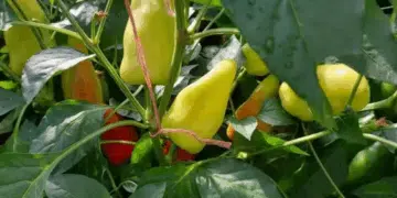 Защо чушките остават малки и сухи: 3 скрити причини и какво да направите, за да станат големи и месести 11