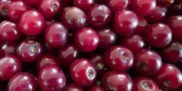 Кой е най-странният рекорд в света: няма да повярвате 1