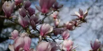 Кога и как да засадите магнолия през есента, за да се вкорени във вашата градина 2