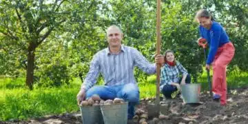 Грешки след прибиране на картофите, които причиняват гниенето им: какво да не правите 1