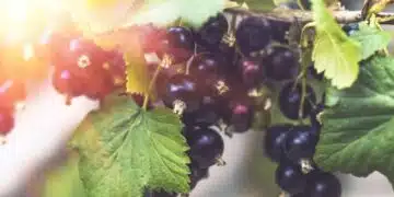 Засадете касис през септември, използвайки този метод - и храстът веднага ще бъде буен 6