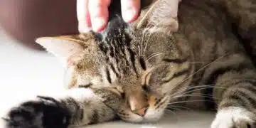 10 жеста, на които котките реагират без да задават въпроси: Научете езика, който вашият домашен любимец разбира 2