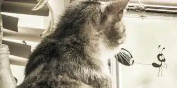Котка се взира през прозореца с часове: какво всъщност чака? 1
