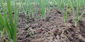Зелен лук в градината.