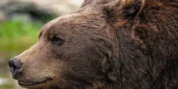 Докато горските броят 100 мечки край Севлиево, то властите отчитат 0 2