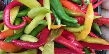 Разнообразие от люти чушки