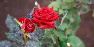 Кога да започнете да покривате розите: грешка във времето, която съсипва растението 13