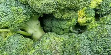 Зелена броколи, свежа и натрупана.