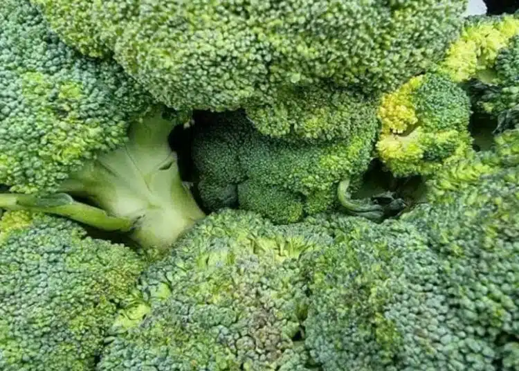 Зелена броколи, свежа и натрупана.