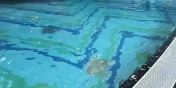 Тарани в синя плувна басейн