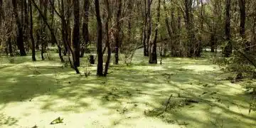 Защо сънувам блато? 8