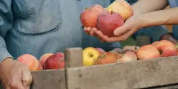Кога и как да берем ябълки, така че да издържат през зимата, без да загубят вкуса си 1