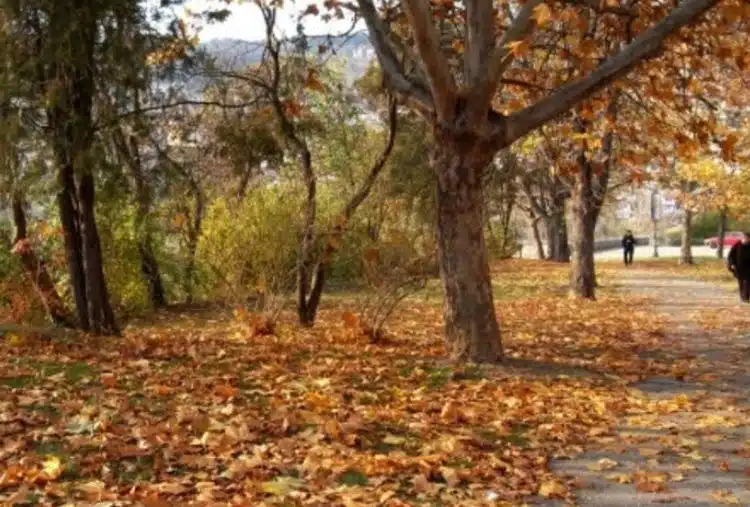 Пейзаж с есенни листа и хора