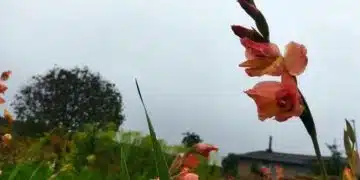Цветя с капки роса