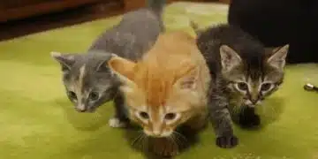 Защо котките се крият, когато дойдат гости? 1