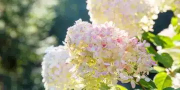 Красиви хортензии в слънчева градина