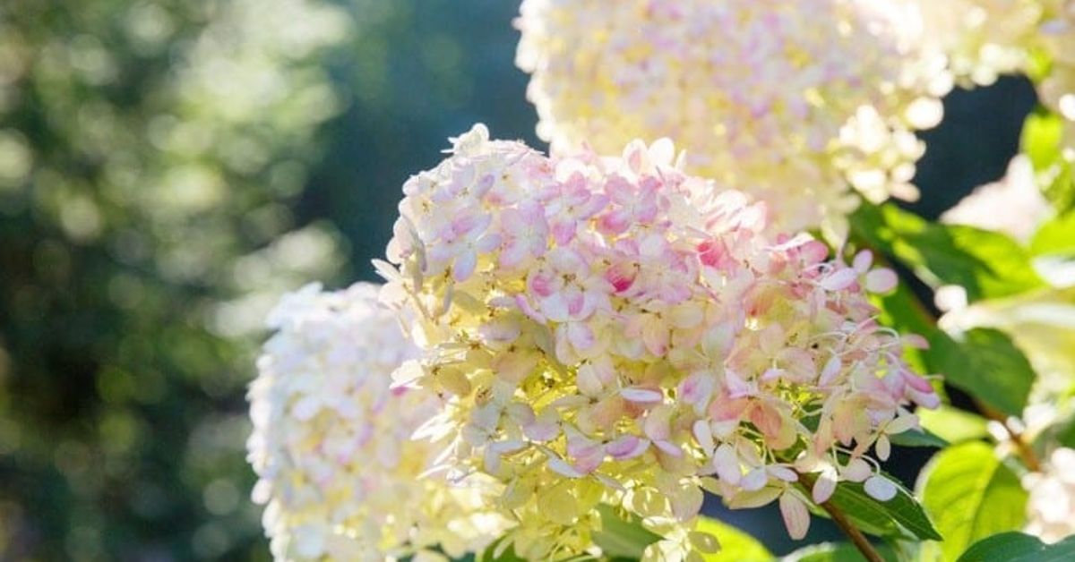 Топ 4 растения, които не трябва да се подрязват през есента Красиви хортензии в слънчева градина
