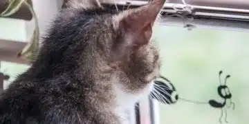 Защо котката стои на задните си крака, за да погледне през прозореца? Това не е просто любопитство 1