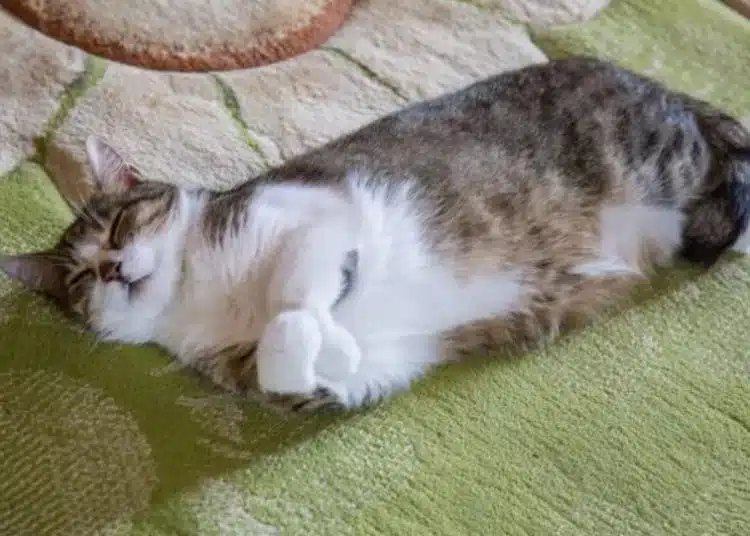 Котка спи на зелено килимче.