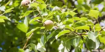 Дърво с плодове и зелени листа