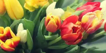 Какво означава ако сънувам лалета 1