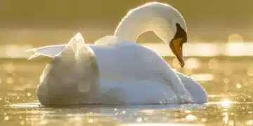 Защо сънувам лебед? 15
