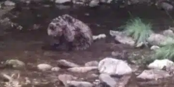 Мечка в река сред камъни.