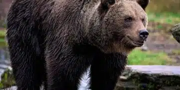 У нас започва преброяване на мечките 1