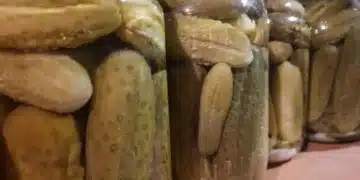 Защо не трябва да пиете мляко с кисели краставички: развенчаване на мита и реалните последици за храносмилането 13