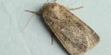 Защо сънувам молец? 12