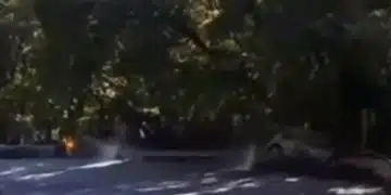 Автомобил под дървета, сенчесто място
