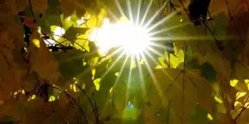 Слънце между жълти листа