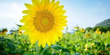 Какво означава да сънуваш слънчоглед? Разберете сами! 10