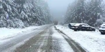 Заснежена пътна алея и дървета