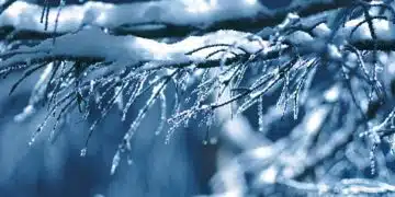 Снежни клони под синьо небе