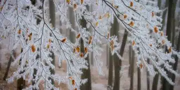Зимна гора с ледени клони