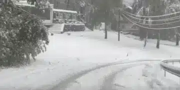Сняг покрива пътя и дърветата.