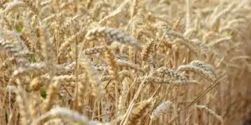 Цената на пшеницата се повишава 1