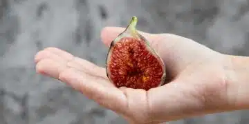 Три сушени плода, които ще накарат кожата ви да сияе 1