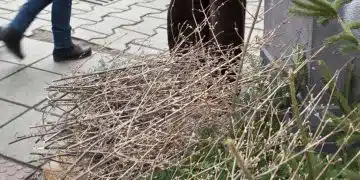 Защо дните около Коледа се свързват с гадания и пророчества 1