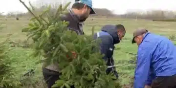 Съвети за жива елха: как да остане свежа и здрава 1