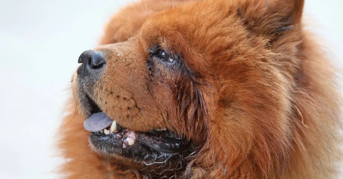 Чисти кучета: породи за хора, които не понасят бъркотия у дома Едропланов профил на червеникавокафяво куче чау-чау с лилав език.
