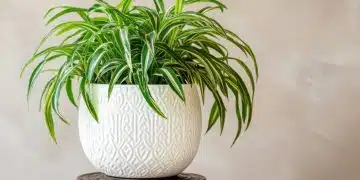 5 растения, които могат да растат без никаква почва 1
